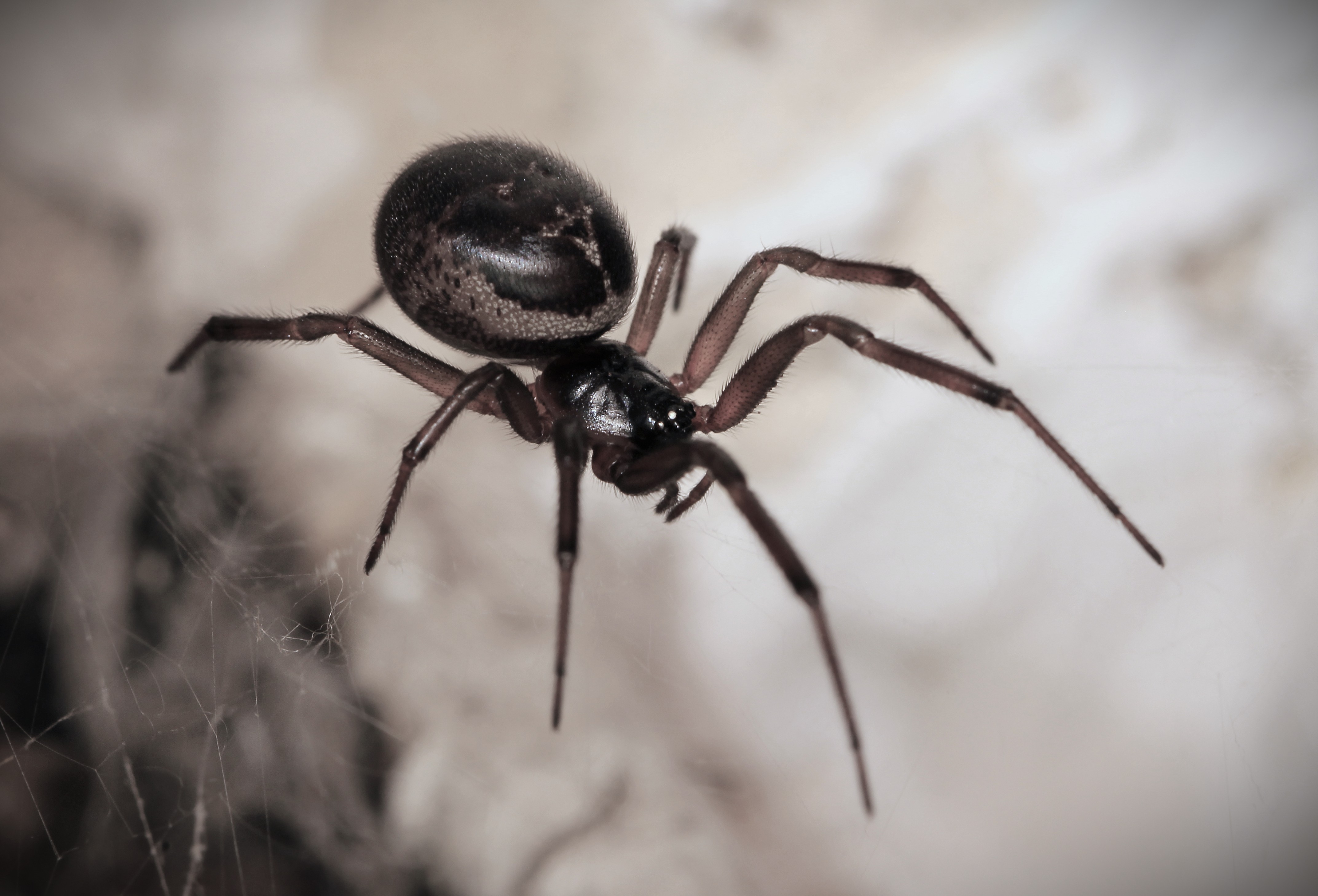 POISONOUS ARACHNID PLAGUE CLOSES ISLAND SCHOOL 30 YEARS AGO