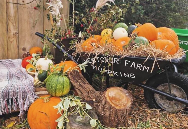 WESTOVER FARM PUMPKIN PATCH RETURNS WITH FAMILY FUN AND FRESH ADDITIONS