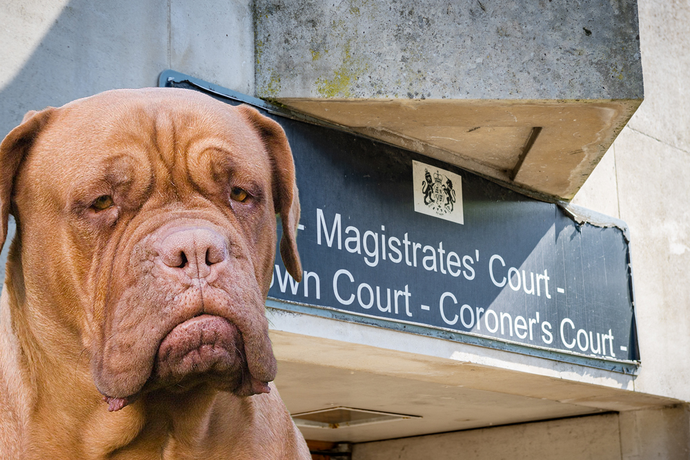 TURNER & HOOCH: DANGEROUS DOG COULD STILL BE DESTROYED AFTER ATTACK