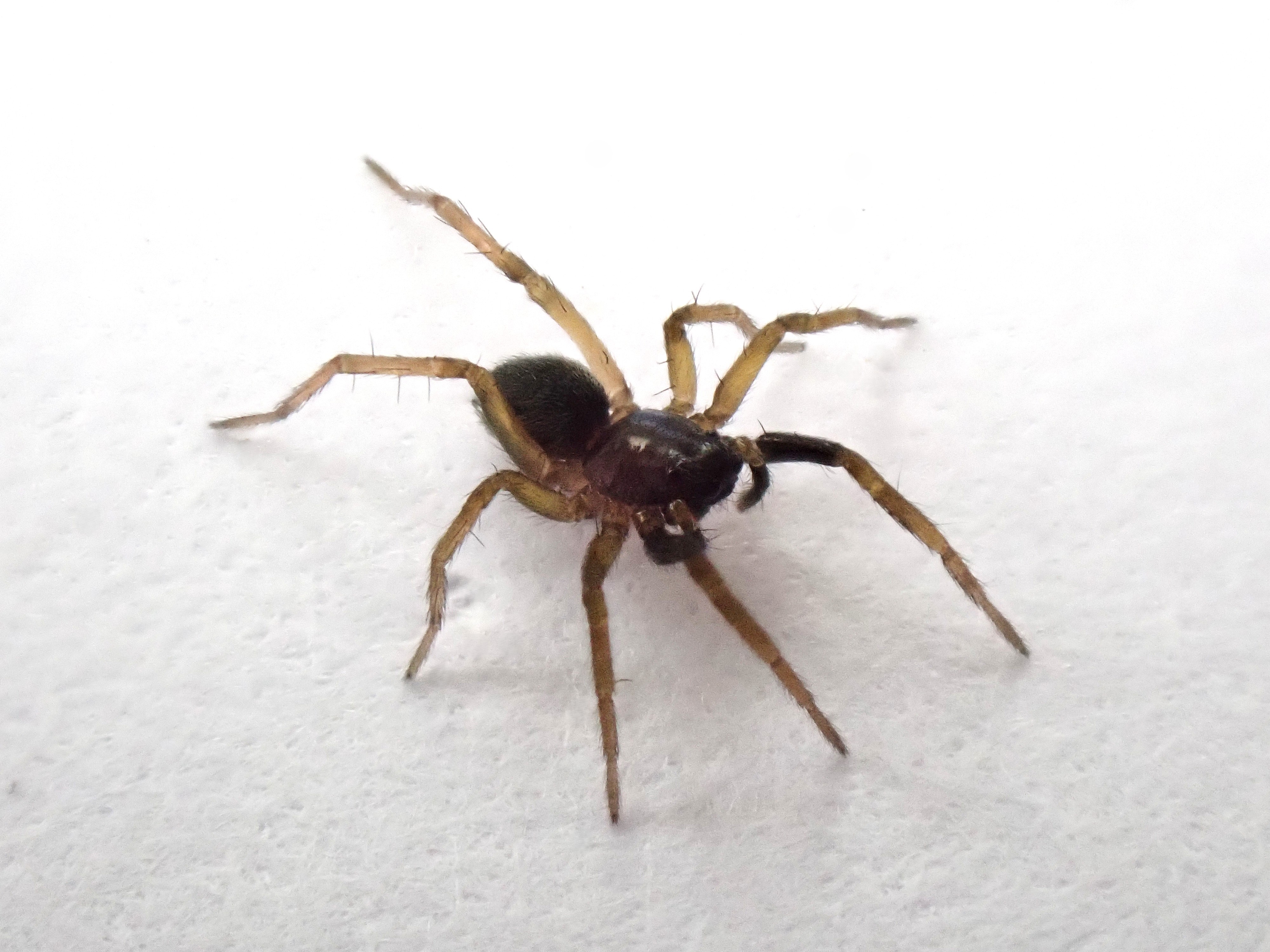 CRITICALLY ENDANGERED SPIDER REDISCOVERED ON ISLE OF WIGHT AFTER 40 YEARS