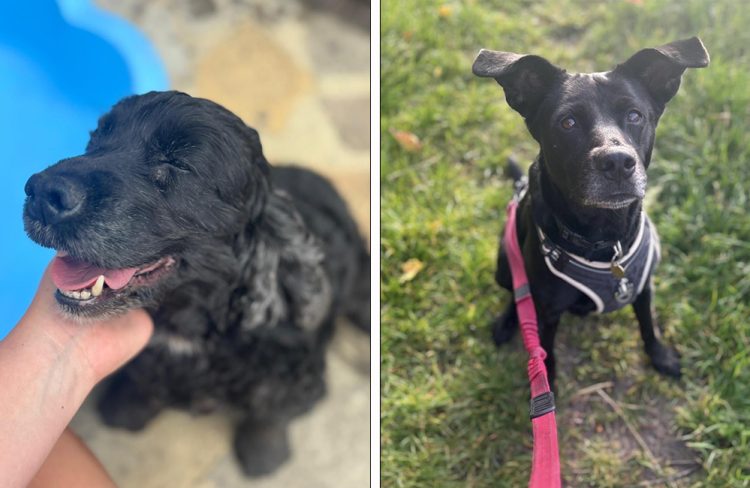 FOREVER HOME NEEDED FOR BONDED PAIR BONNIE AND ADDY