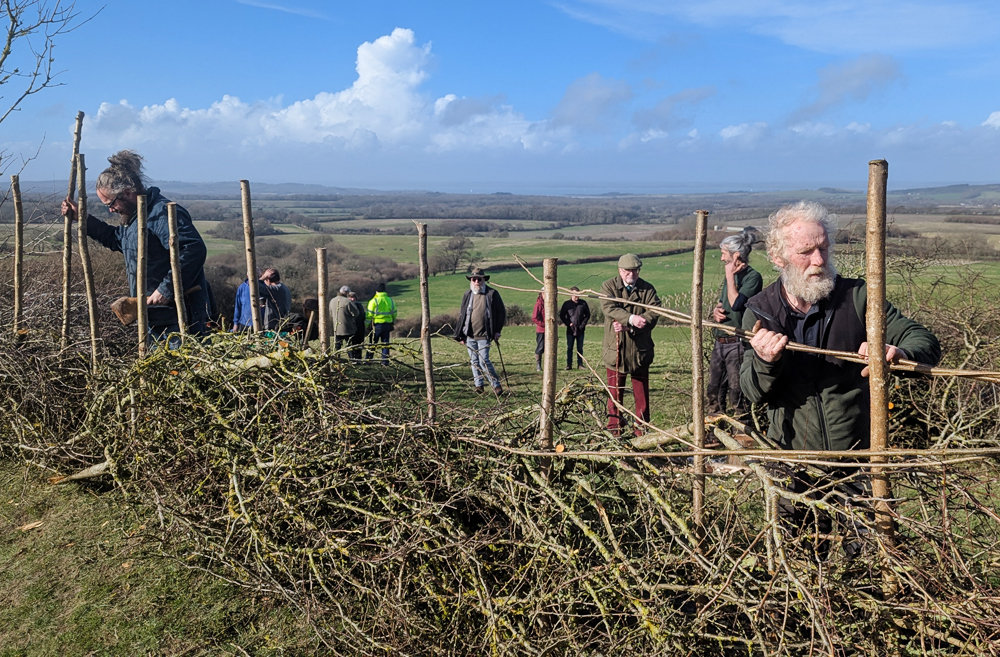 COMPETITORS INVITED TO AUTUMN HEDGELAYING COMPETITION AT HAVENSTREET