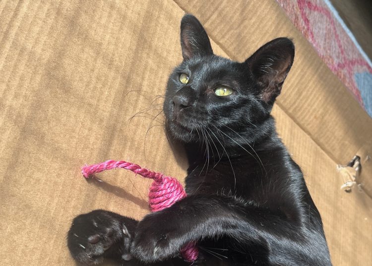 EXPERIENCED OWNER SOUGHT FOR ENERGETIC SAVANNAH CAT ‘LOUIE’