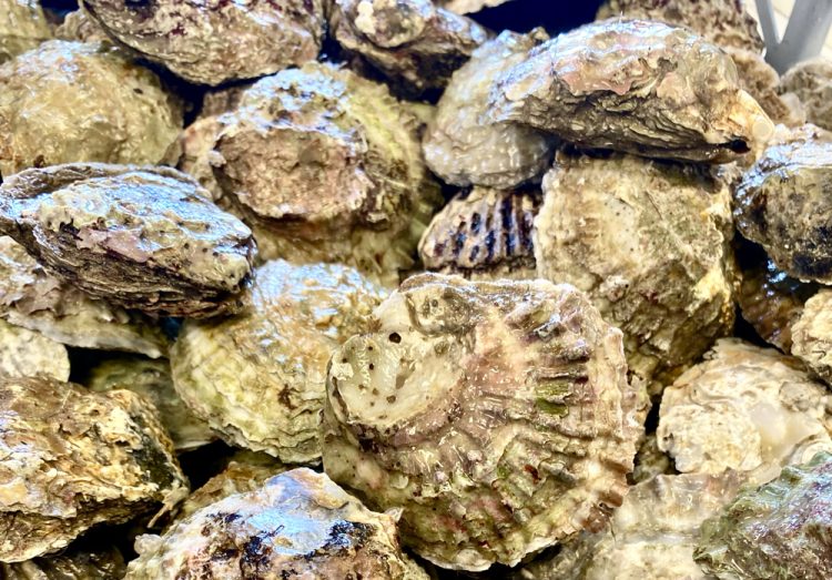 10,000 NATIVE OYSTERS TO BE REINTRODUCED INTO HARBOURS AROUND THE SOLENT