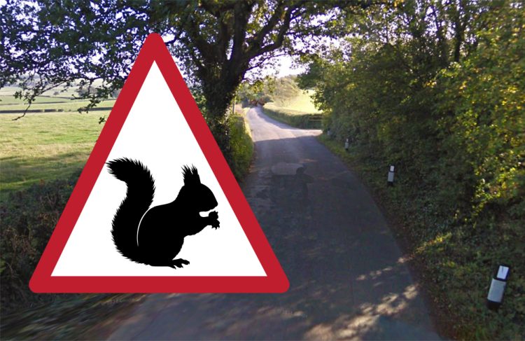 GOVERNMENT PETITIONED TO INTRODUCE RED SQUIRREL ROAD SIGNS AHEAD OF AWARENESS WEEK