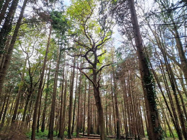WORK TO BENEFIT FLORA AND FAUNA AT YARMOUTH WOODLAND BEGINS