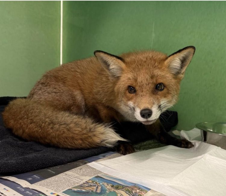 FREDDIE THE FOX RETURNS TO THE WILD AFTER SUCCESSFUL RESCUE AND TREATMENT