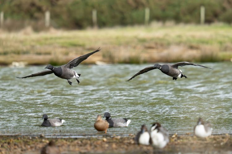 WILDLIFE TRUST URGES PUBLIC TO GIVE MIGRATORY BIRDS SPACE ON ISLE OF WIGHT COAST