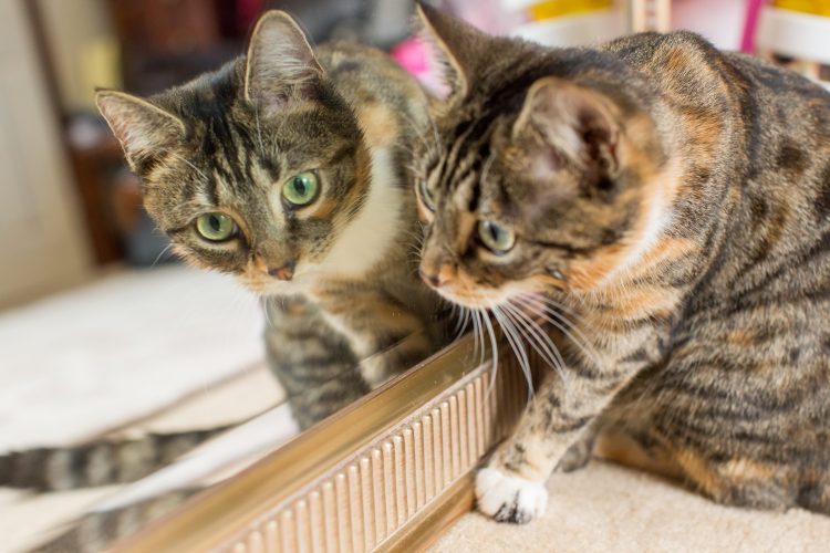 ISLE OF WIGHT CAT OWNERS URGED TO CLAIM NEUTERING VOUCHERS BEFORE CHRISTMAS