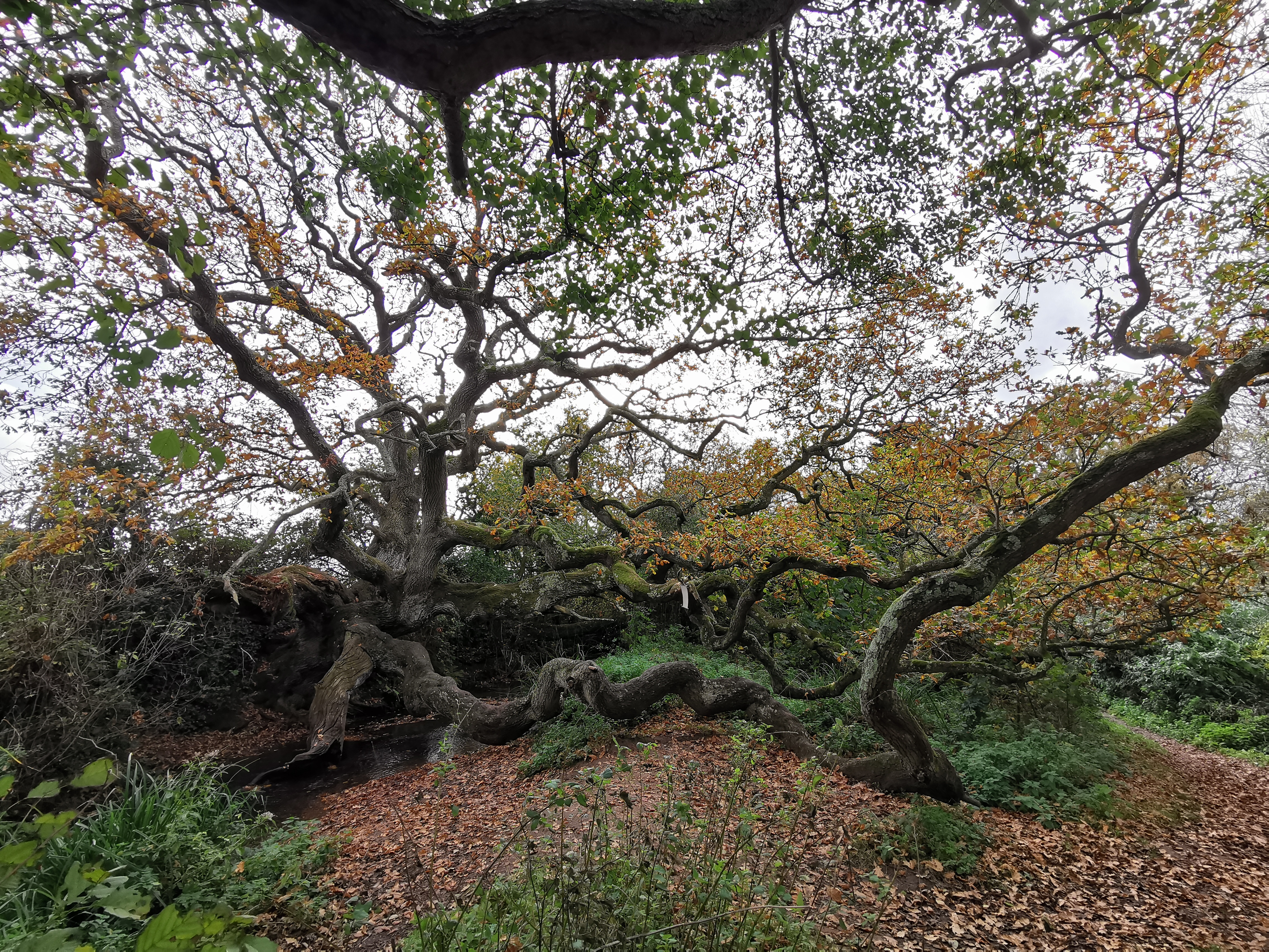 RESIDENTS INVITED TO NOMINATE FAVOURITE TREES AS NEW NETWORK LAUNCHES