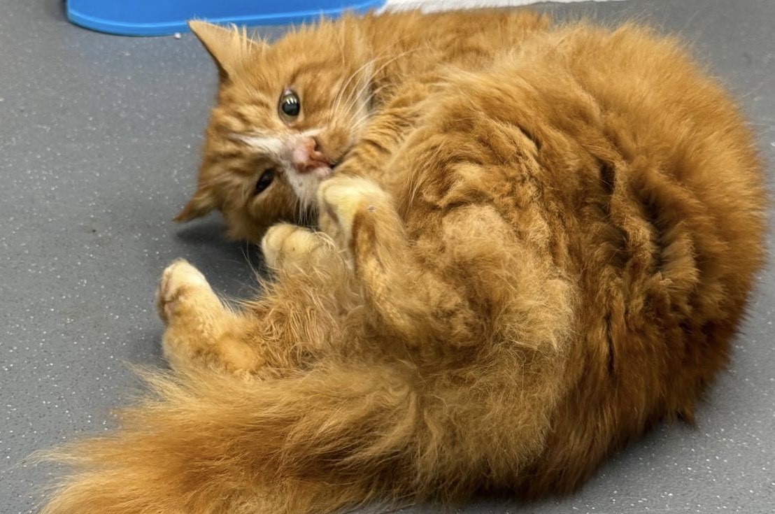 LOST CAT GEORGE MISSING FOR 2 YEARS FINALLY REUNITED WITH OWNER