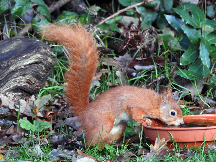 SURVEY UNDERWAY TO MONITOR RED SQUIRRELS ACROSS THE ISLE OF WIGHT