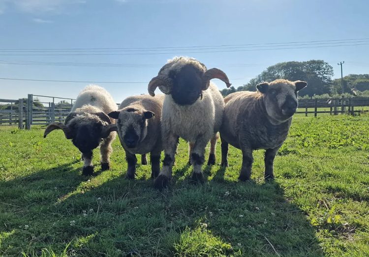 HAY BARN FOR RARE BREEDS REFUSED OVER NATIONAL LANDSCAPE IMPACT