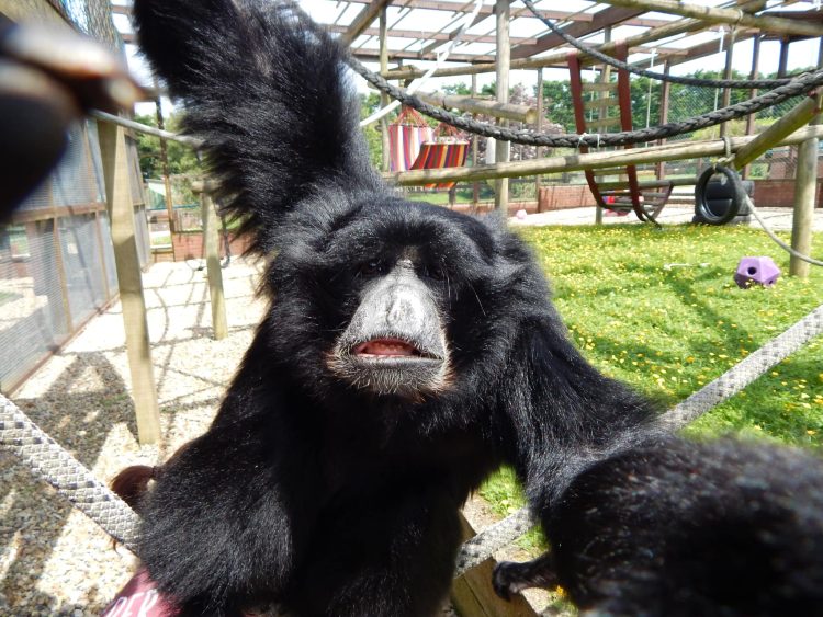 MONKEY HAVEN MOURNS PASSING OF BELOVED SIAMANG BOG