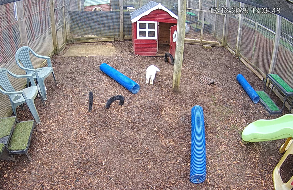 WATCH CATS AND RABBITS LIVE WITH NEW RSPCA ISLE OF WIGHT STREAMS
