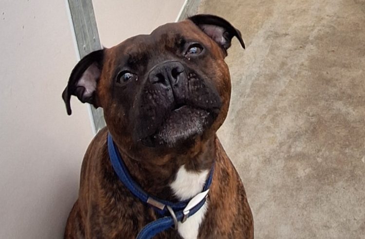 COUNCIL REHOMES STRAY STAFFORDSHIRE TERRIER LEFT TIED UP IN SANDOWN