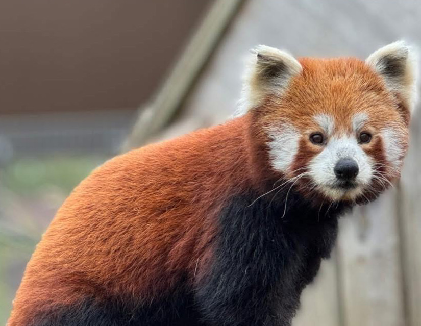 SAD LOSS AS AMAZON WORLD RED PANDA XIAO PASSES AWAY