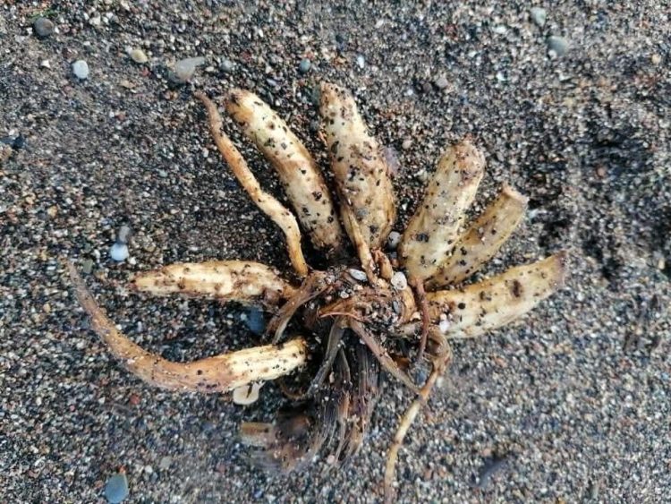 WARNING ISSUED AFTER HIGHLY POISONOUS PLANT WASHES UP ON EAST WIGHT BEACH