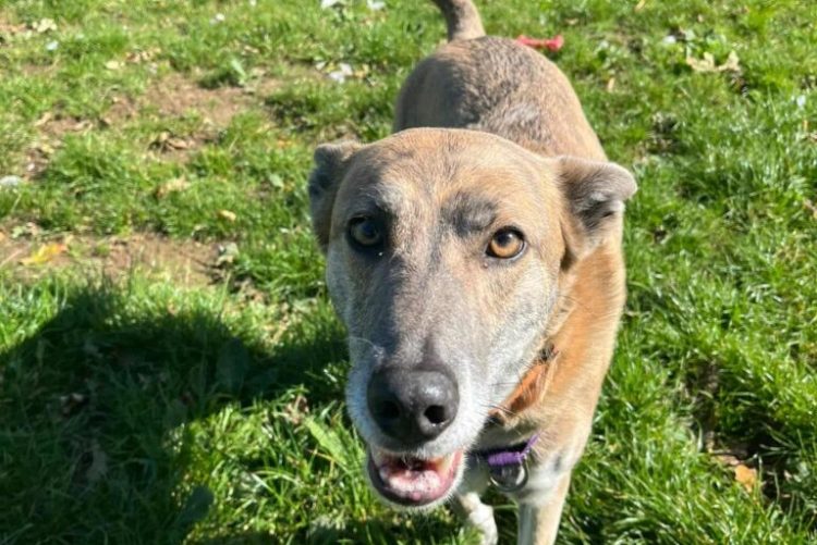 RSPCA ISLE OF WIGHT LAUNCHES CHRISTMAS CAMPAIGN: TIME TO GIVE BACK THIS CHRISTMAS