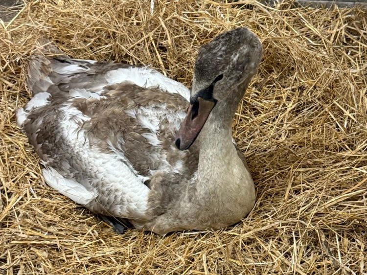 SWAN ATTACKED BY DOG AT FRESHWATER CAUSEWAY AS ANIMAL CHARITY URGES OWNERS TO ACT RESPONSIBLY