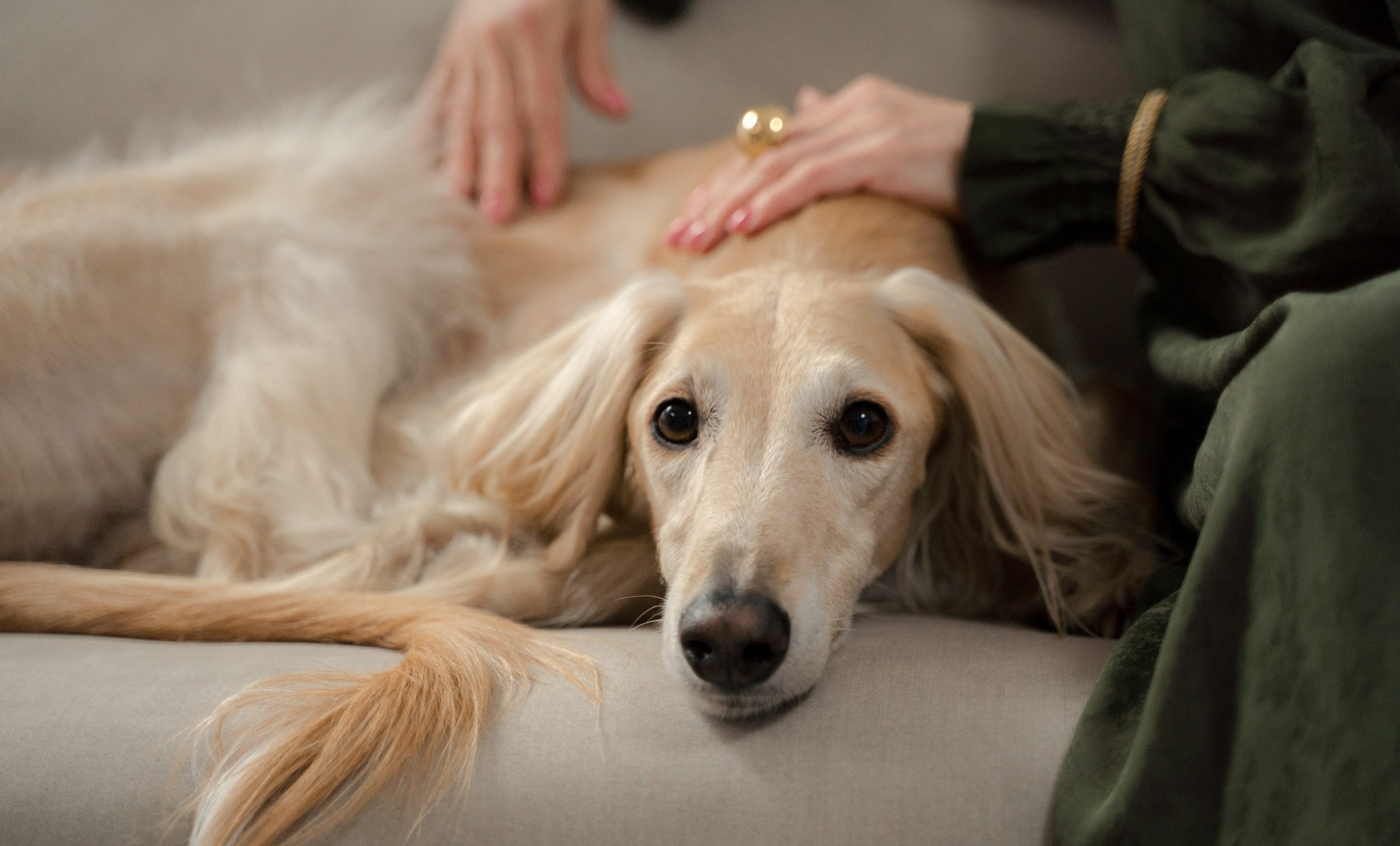 VENTNOR DOGGY DAY CARE PLAN BACKED BY TOWN COUNCIL AND RESIDENTS