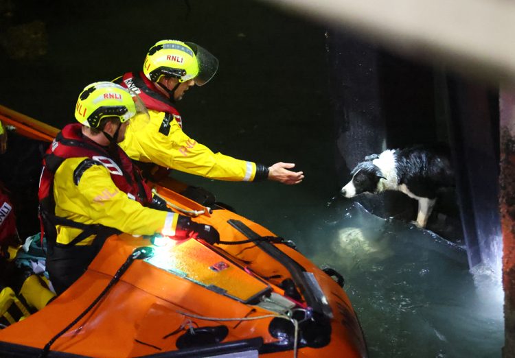EXCLUSIVE: STRANDED COLLIE RESCUED FROM PERILOUS POSITION UNDER RYDE PIER