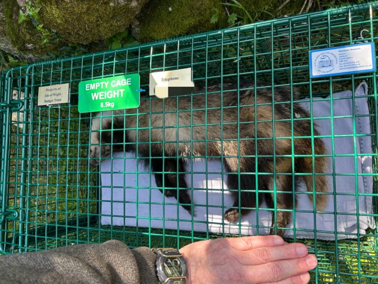 PROBE INTO ‘BARBARIC’ WILDLIFE POISONING THAT CAUSED BADGER DEATHS IN NORTHWOOD