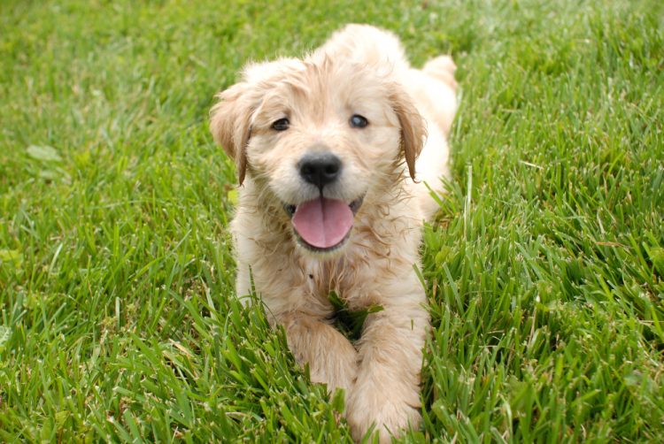 COMMON PUPPY MISTAKES: HOW TO AVOID BURNOUT & BUILD HEALTHY HABITS EARLY