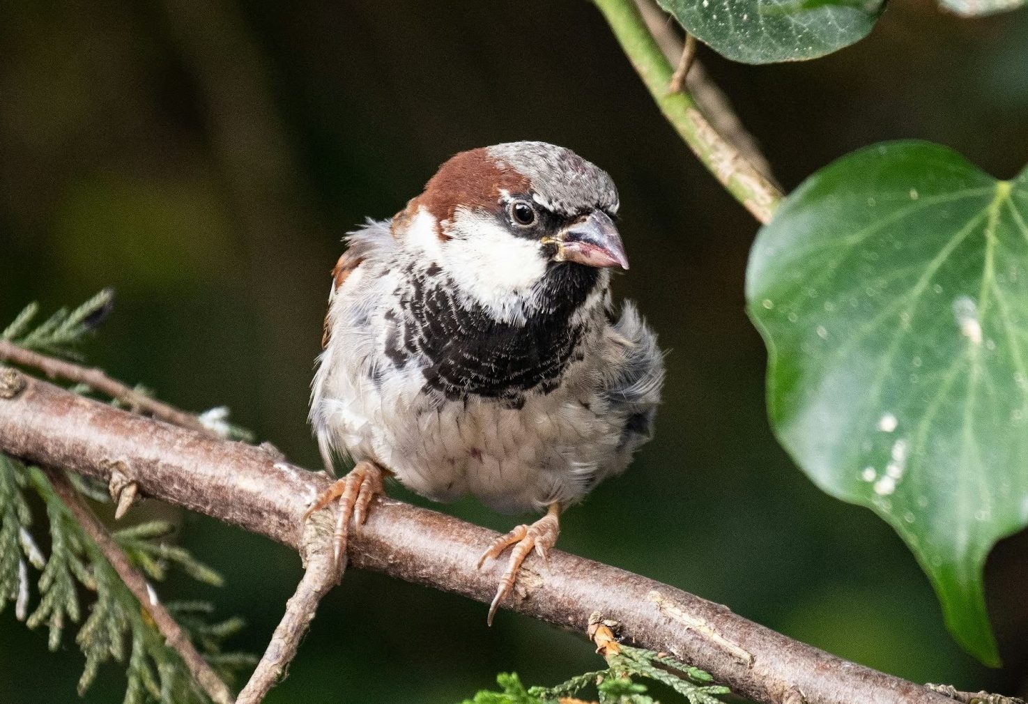 WINTER BIRDING HOTSPOTS REVEALED AHEAD OF THE BIG GARDEN BIRDWATCH