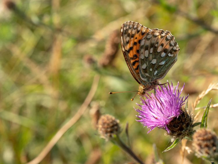 BUTTERFLIES AND BIRDS OF PREY STRUGGLE AMID HOT AND DRY SUMMER