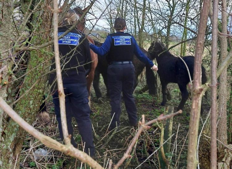 POLICE CALLED IN AFTER HORSES BLOCK MAIN RURAL ROAD