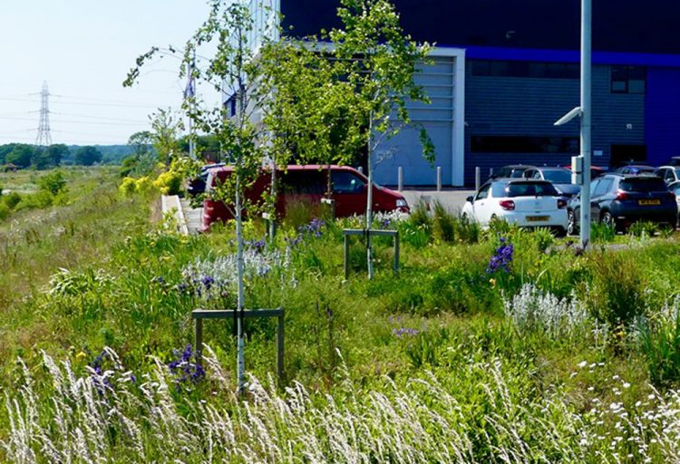 ISLE OF WIGHT BUSINESSES INVITED TO SUPPORT BIODIVERSITY AT FREE ISLAND NATURE SEMINAR
