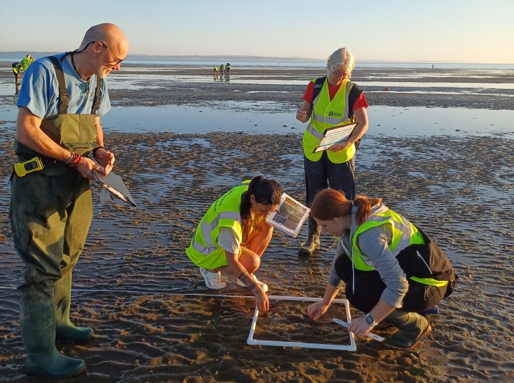 SEAGRASS RESTORATION UNDERWAY WITH TENS OF THOUSANDS OF SEEDS PLANTED