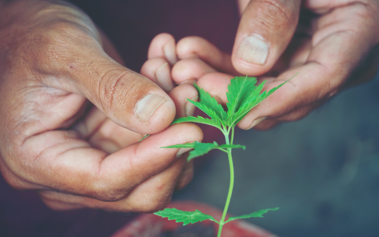 DISCOVER MAMA KANA: THE PREMIER DESTINATION FOR CBD PRODUCTS
