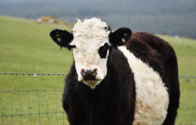 MAN CLIMBS TREE TO ESCAPE ANGRY COW IN WHITELEY BANK DRAMA