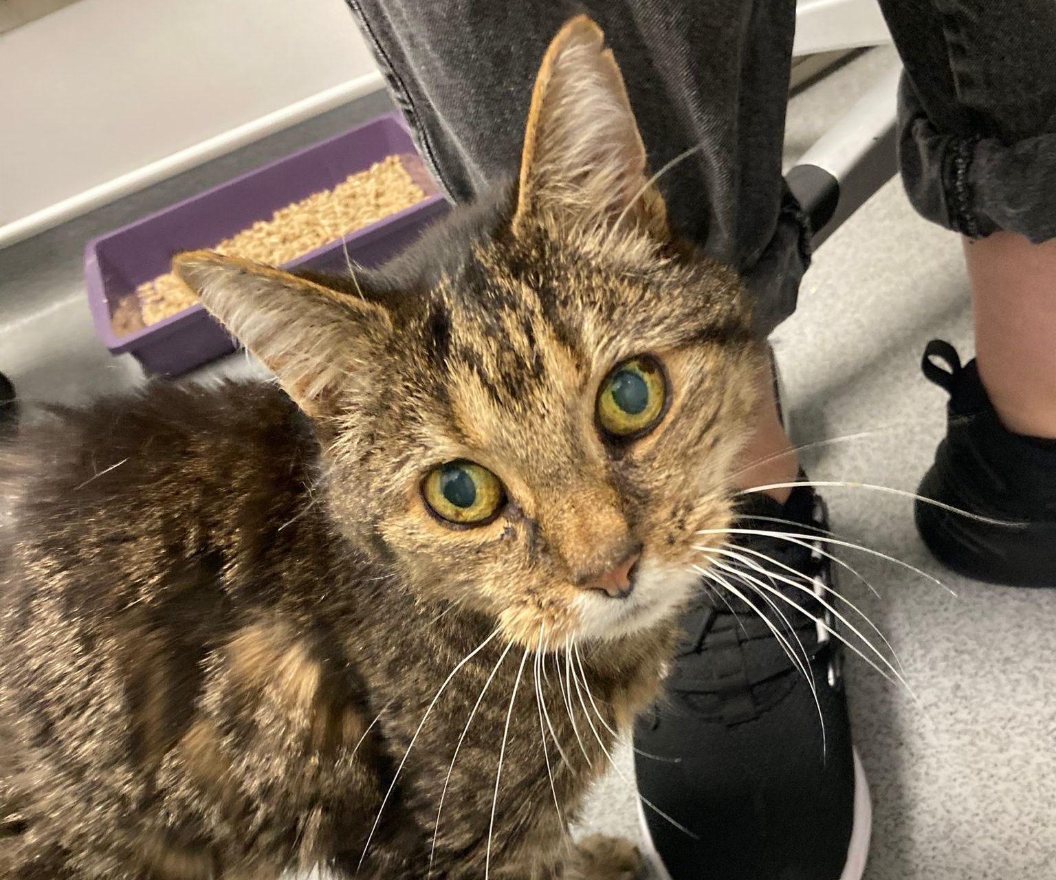 ABANDONED AT 18, BABY THE CAT FINDS LOVE ON THE ISLE OF WIGHT