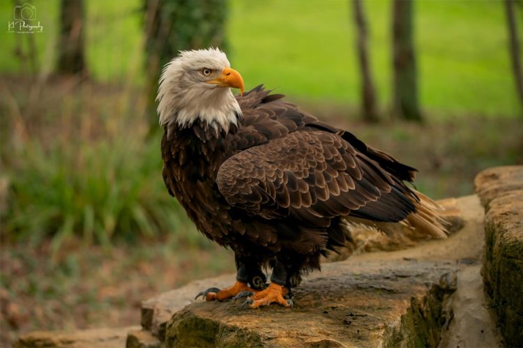FALCONRY EXPERIENCE WELCOMES BALD EAGLE KAILANI TO PERMANENT ISLE OF WIGHT HOME