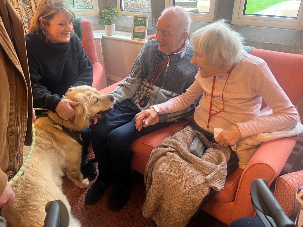 GOLDEN RETRIEVERS SPREAD JOY AT OLD CHARLTON HOUSE IN COWES