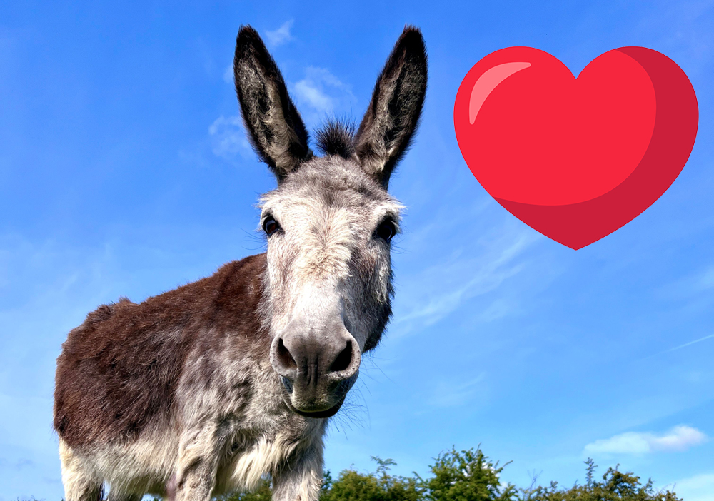 ‘LONELY HEARTS’ DONKEYS LOOKING FOR LOVE THIS VALENTINE’S DAY