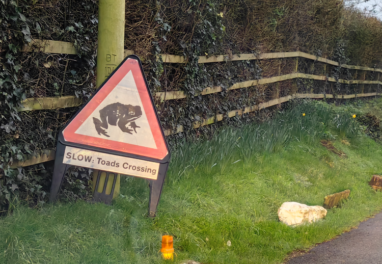 TOAD PATROL VOLUNTEERS HIT BY SIGN THEFTS DURING ANNUAL MIGRATION