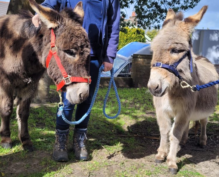 THERAPY DONKEYS CREATE CALM AND CONNECTION AT FAIRHAVEN