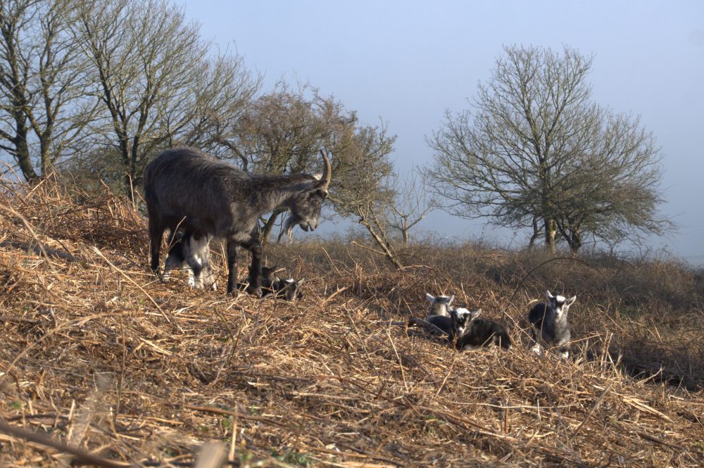 GOAT KIDS ARRIVE ON VENTNOR DOWNS AS SIGNS OF SPRING APPEAR