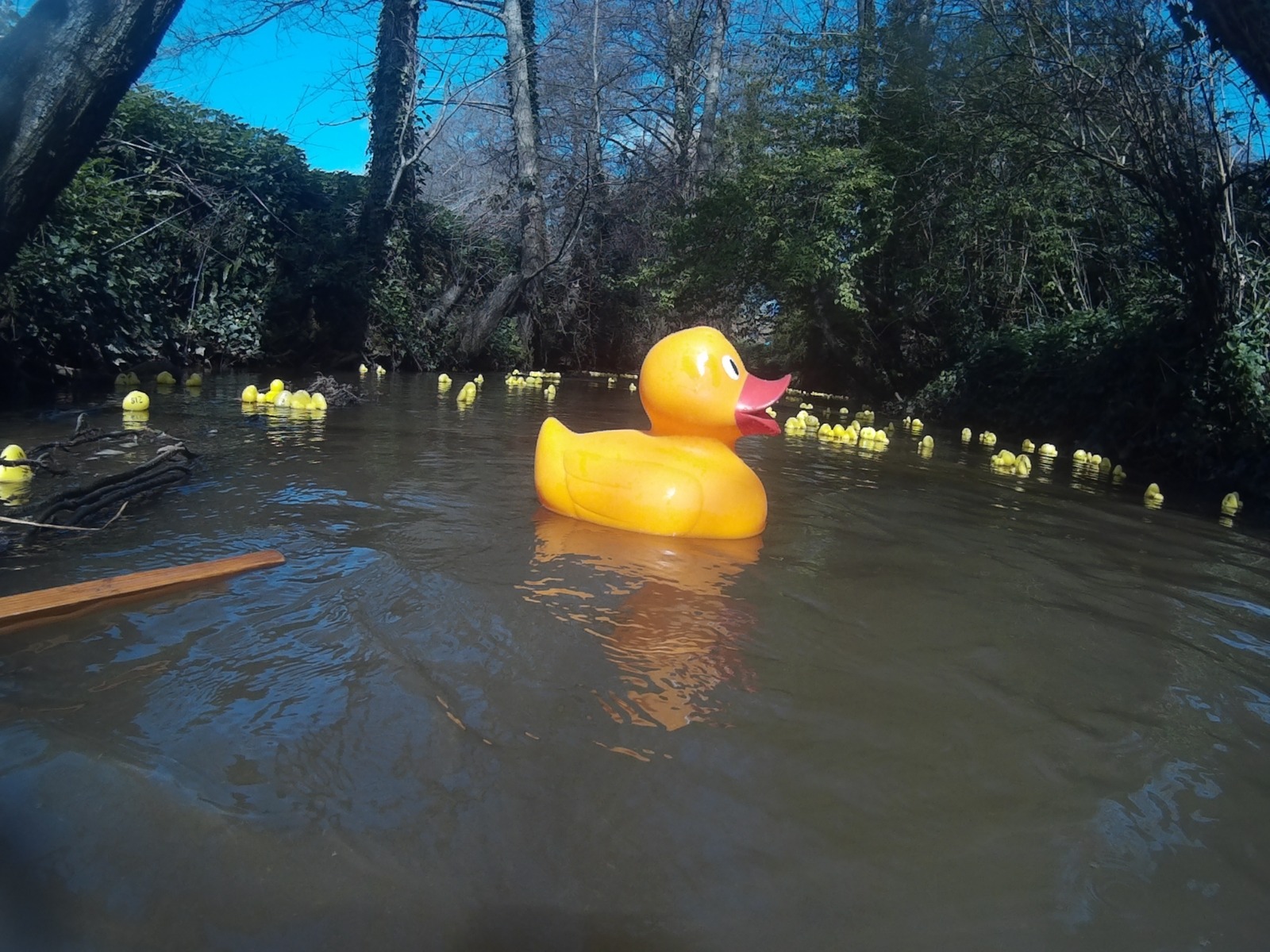 DUCKS SET TO RACE DOWN THE MEDINA AS ASPIRE LAUNCHES EASTER FUNDRAISER
