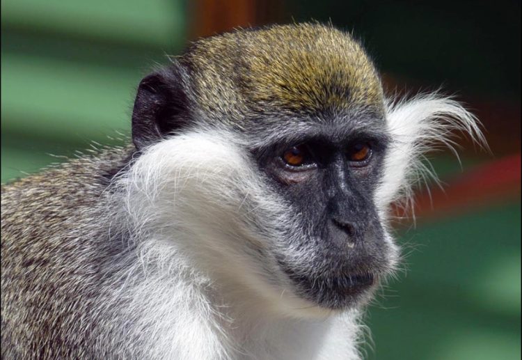 MONKEY HAVEN ANNOUNCES DEATH OF RESCUED MONKEY MALTA