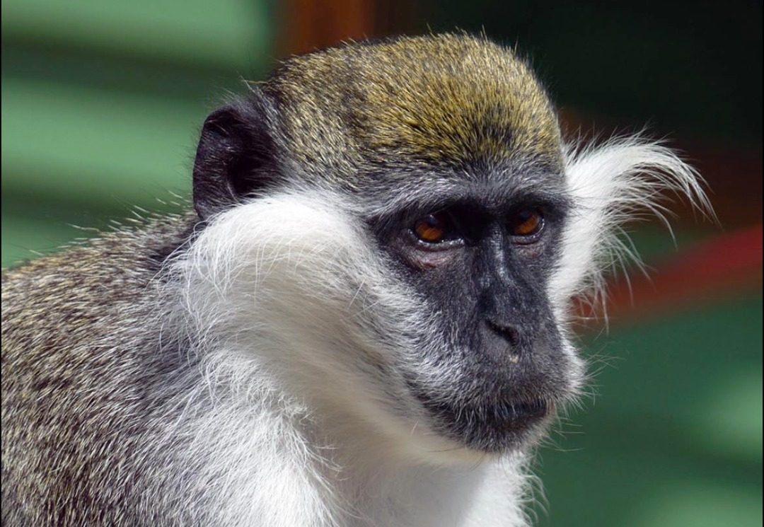 MONKEY HAVEN ANNOUNCES DEATH OF RESCUED MONKEY MALTA