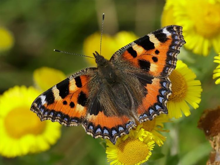 LARGE TORTOISESHELL BUTTERFLY RECORDED ON THE ISLE OF WIGHT AS SPECIES RETURNS TO UK
