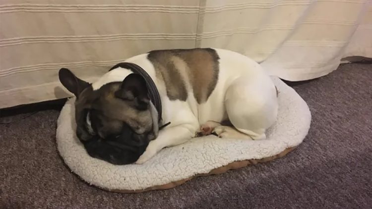 FRIENDS LAUNCH APPEAL AFTER PETS LOST IN LAKE FLAT FIRE