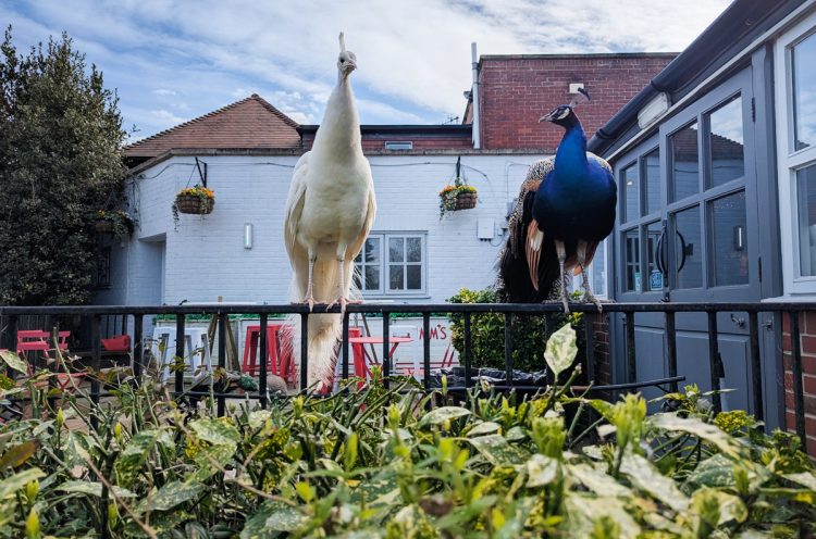EXCLUSIVE: ROBIN HILL BOSS SPEAKS OUT AMID PUBLIC CALLS TO SAVE BELOVED DOWNEND PUB