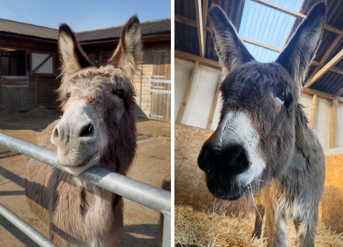 6 RESCUED DONKEYS FIND NEW FOREVER HOME AT ISLE OF WIGHT DONKEY SANCTUARY
