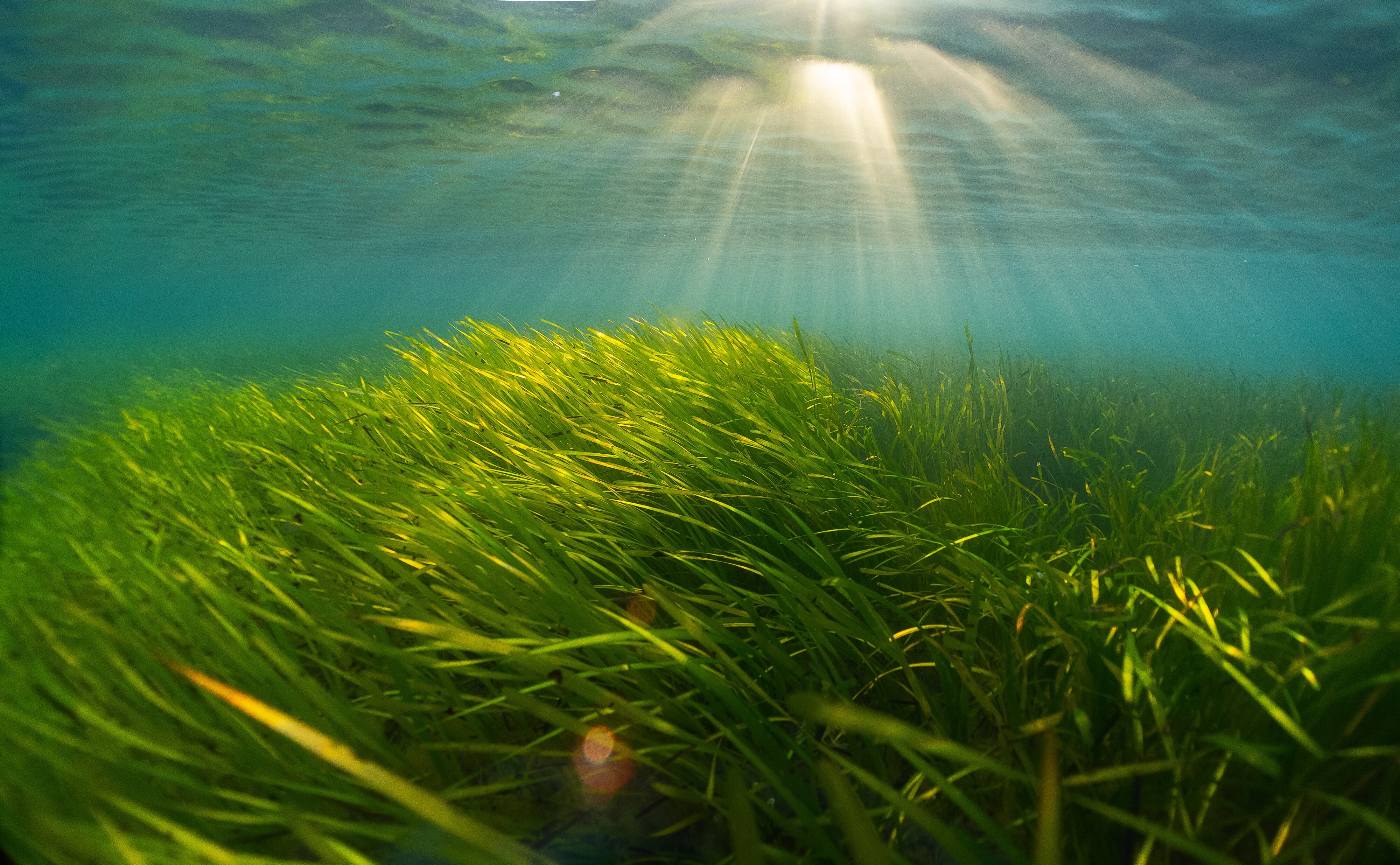 NEW INTERACTIVE MAP HELPS SOLENT BOATERS PROTECT RARE SEAGRASS